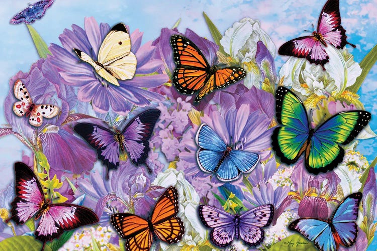 Multi-Colored Butterflies II