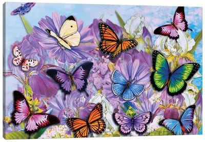 Multi Color Butterflies II Canvas Art Print