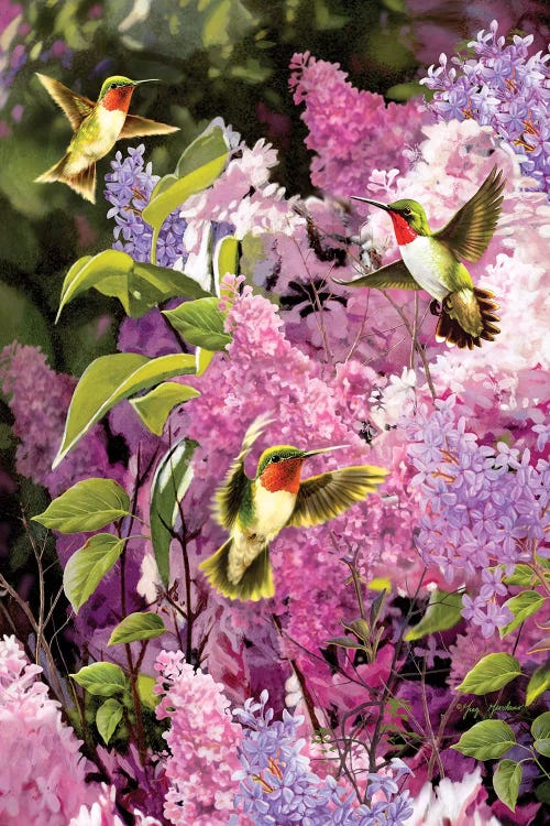 Hummingbirds & Lilac