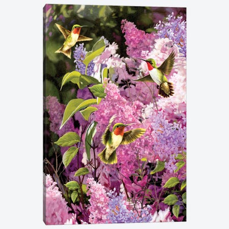 Hummingbirds & Lilac Canvas Print #GRC27} by Greg Giordano Canvas Art Print