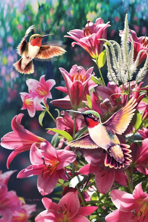 Hummingbird & Lilies