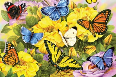 Multi-Colored Butterflies by Greg Giordano framed wall art
