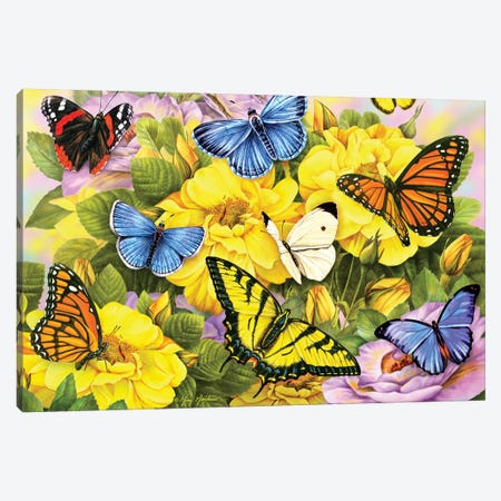 Multi-Colored Butterflies Canvas Print #GRC31} by Greg Giordano Art Print
