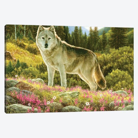 Summer Wolf Canvas Print #GRC49} by Greg Giordano Canvas Art