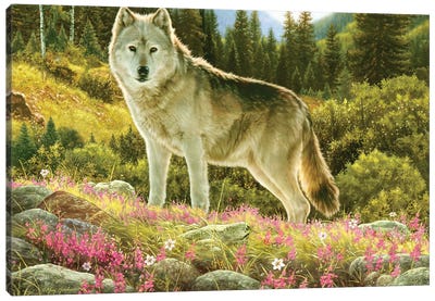 Summer Wolf Canvas Art Print