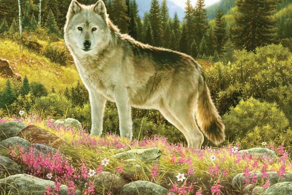 Greg & Company: Summer Wolf by Greg Giordano