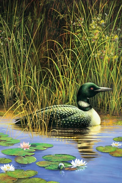 Loon by Greg Giordano canvas print