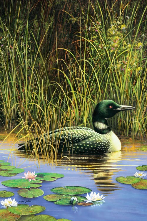 Loon by Greg Giordano wall art