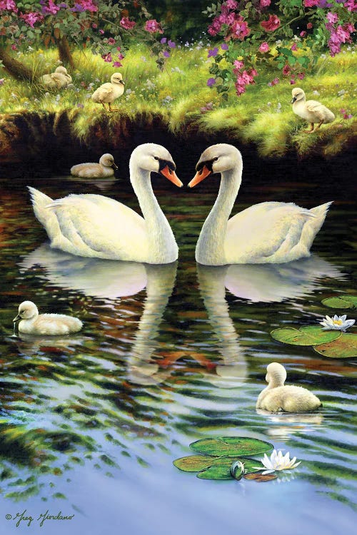 Swan Family by Greg Giordano wall art