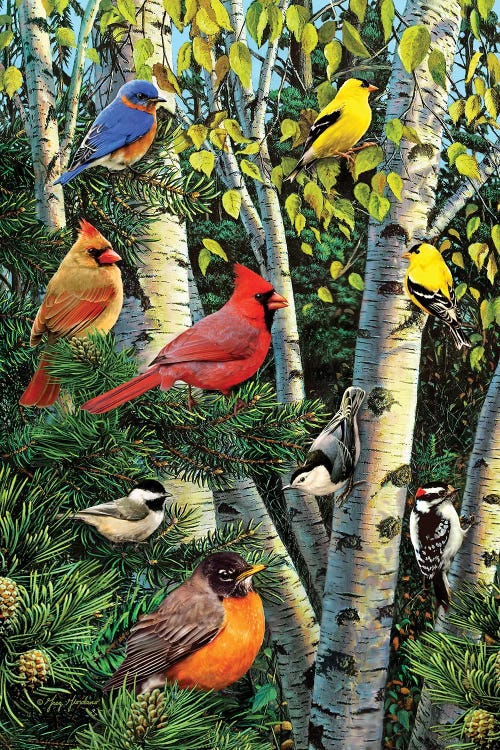 Birds In Birch & Pines