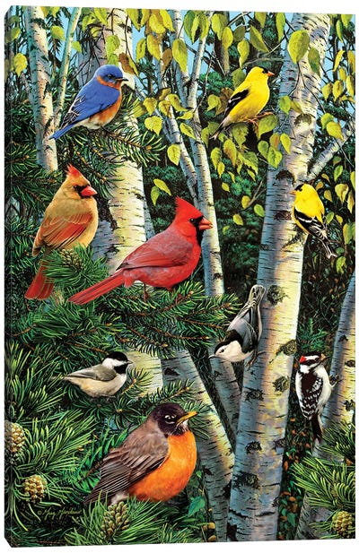 Birds In Birch & Pines Canvas Art Print - Cardinal Art