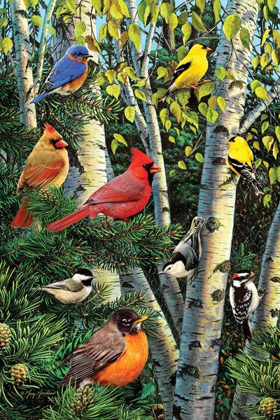 Birch Trees: Birds In Birch & Pines by Greg Giordano