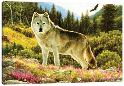 Summer Wolf Canvas Art Print
