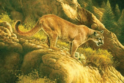 Mountain Lion by Greg Giordano canvas print