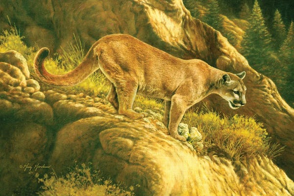 Greg & Company: Mountain Lion by Greg Giordano