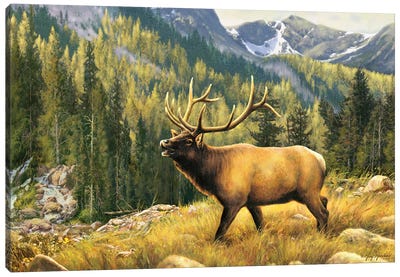Mountain Majesty-Elk Canvas Art Print - Deer Art