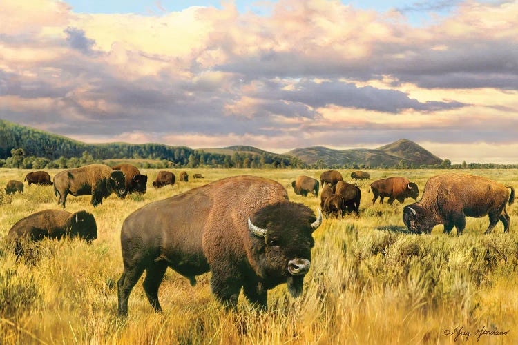 Buffalo