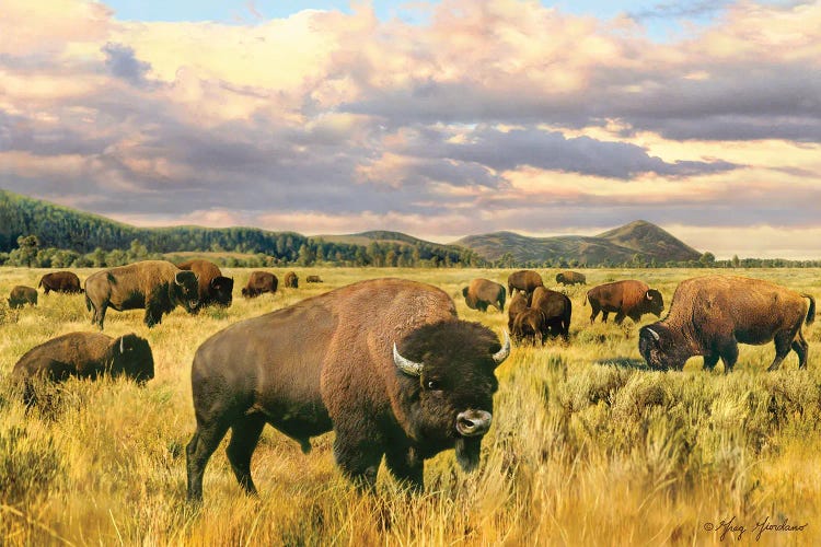 Buffalo by Greg Giordano wall art