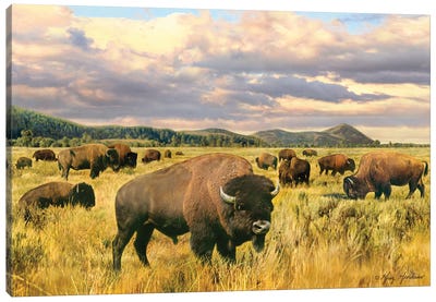 Buffalo Canvas Art Print - Greg & Company