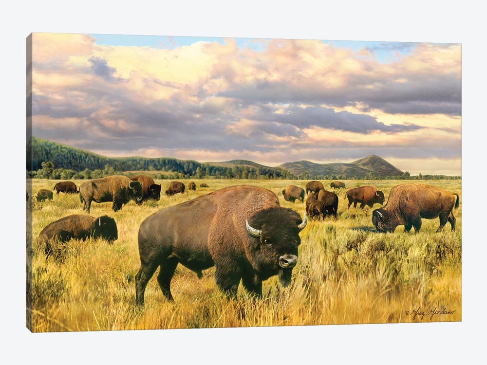 Buffalo by Greg Giordano 1-piece Canvas Art Print