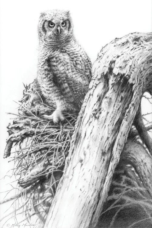 Young Great Horned Owl