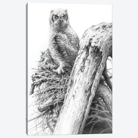 Young Great Horned Owl Canvas Print #GRC83} by Greg & Company Canvas Art