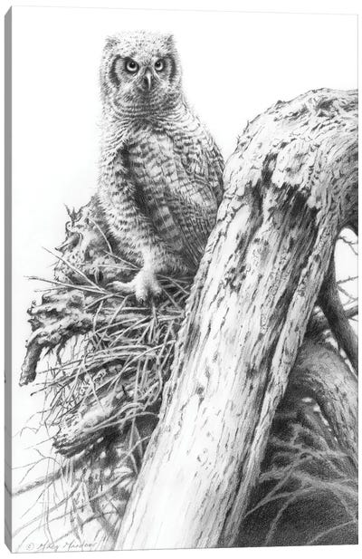 Young Great Horned Owl Canvas Art Print - Greg & Company