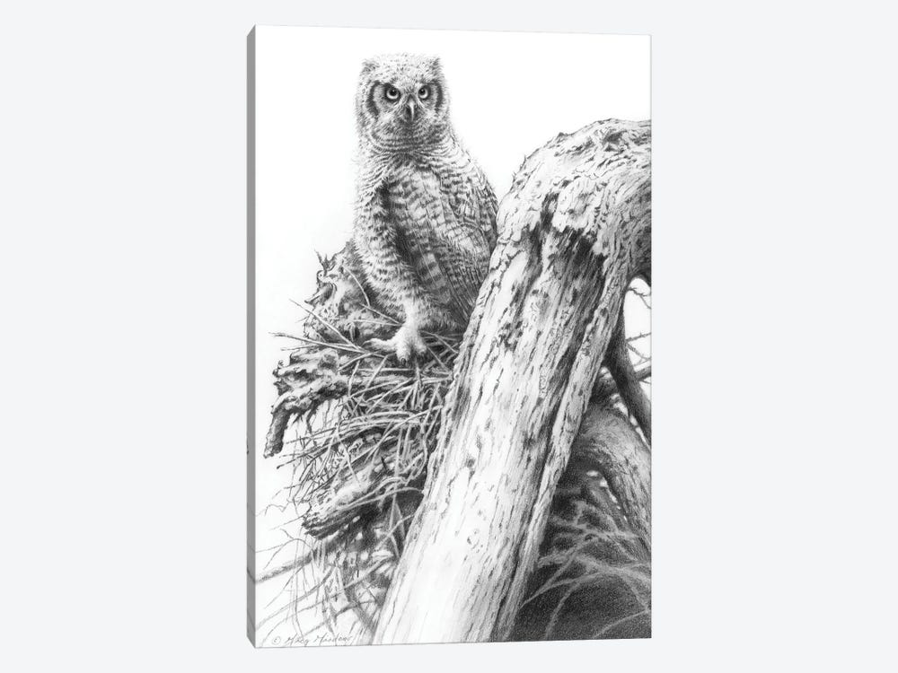 Young Great Horned Owl 1-piece Canvas Art