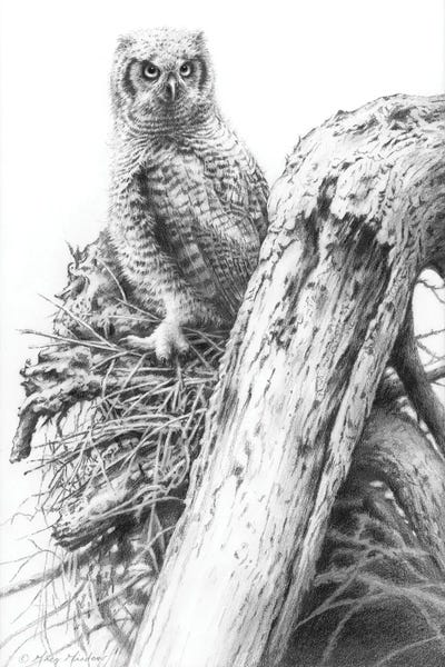 Greg Giordano: Young Great Horned Owl by Greg Giordano