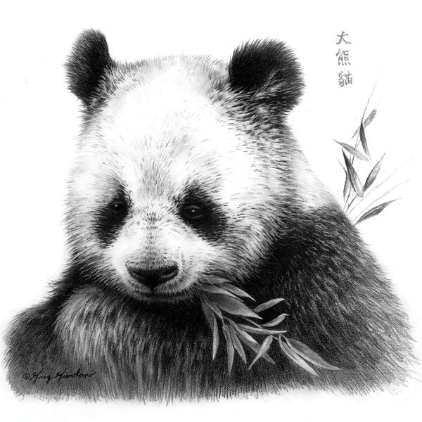 Pandas: Panda I by Greg Giordano