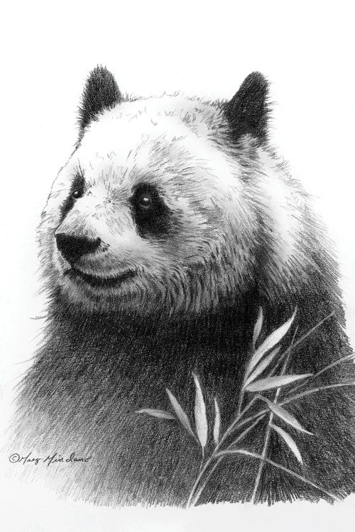 Panda II Canvas Art by Greg Giordano | iCanvas