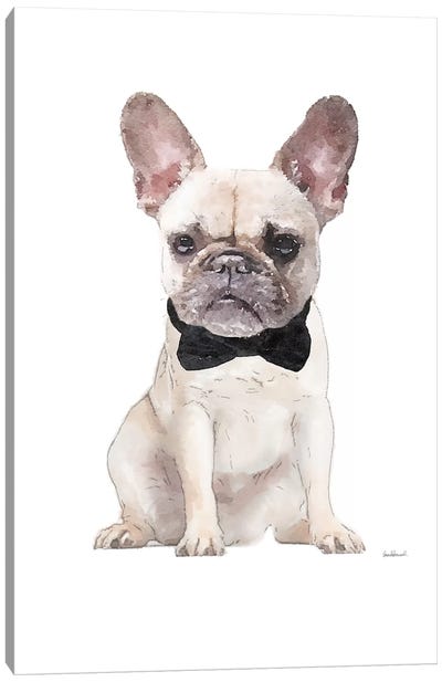 Cream Frenchie Canvas Art Print - French Bulldog Art
