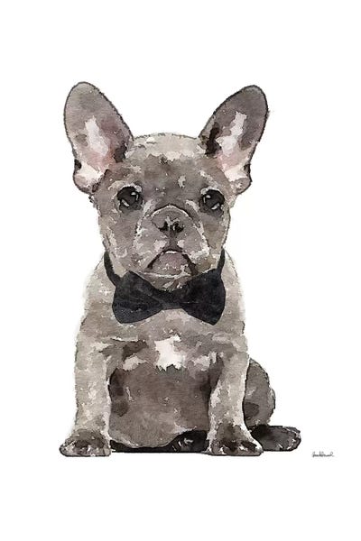French Bulldogs: Gray Frenchie by Amanda Greenwood