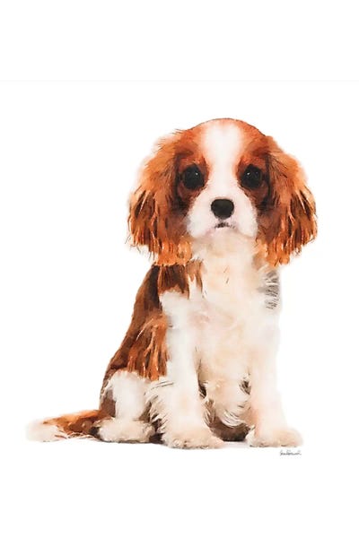 Cavalier King Charles Spaniels: King Charles Spaniel by Amanda Greenwood