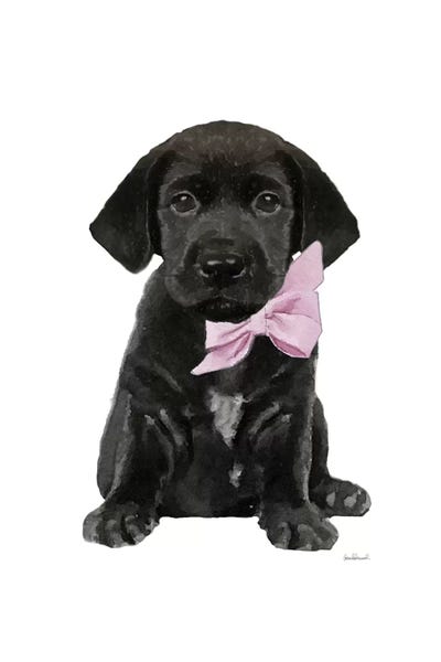 Amanda Greenwood: Black Labrador by Amanda Greenwood