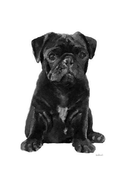 Pugs: Black Pug by Amanda Greenwood