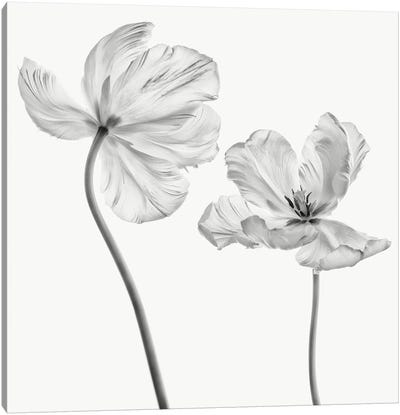Same Tulip : Front- And Backview Canvas Art Print - Tulip Art