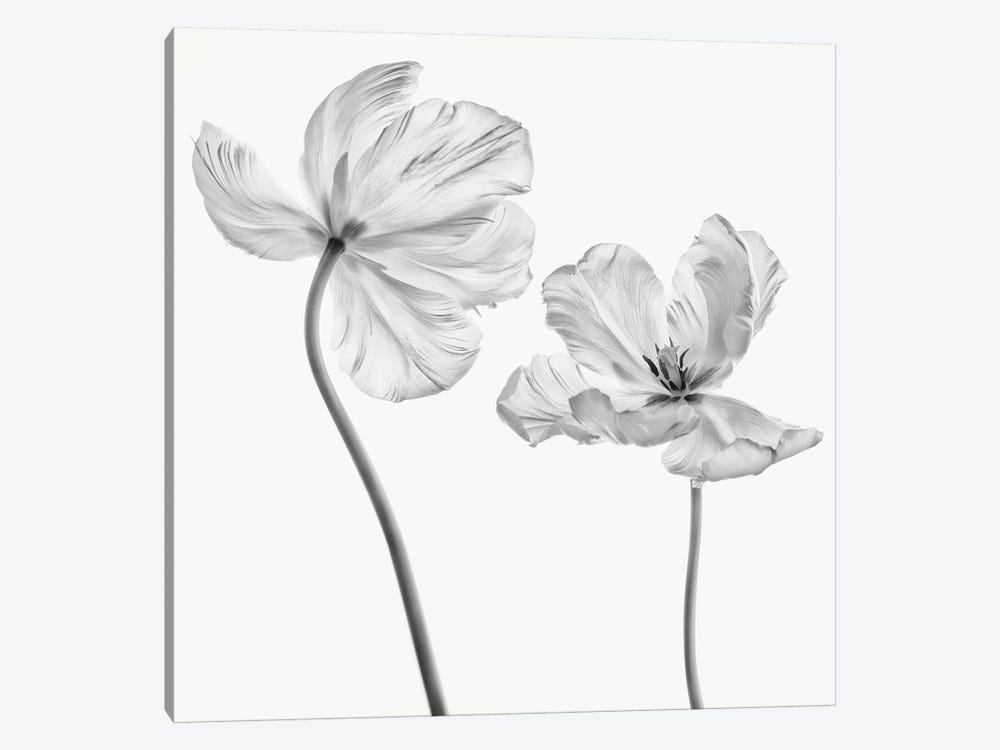 Same Tulip : Front- And Backview by Lotte Grønkjær 1-piece Canvas Print