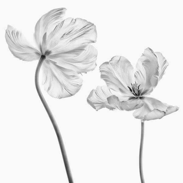 Tulips: Same Tulip : Front- And Backview by Lotte Grønkjær