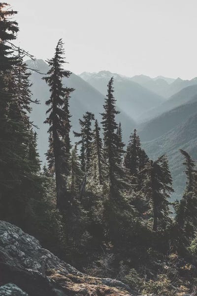 Evergreen Trees: North Cascades National Forest, USA by Luke Anthony Gram