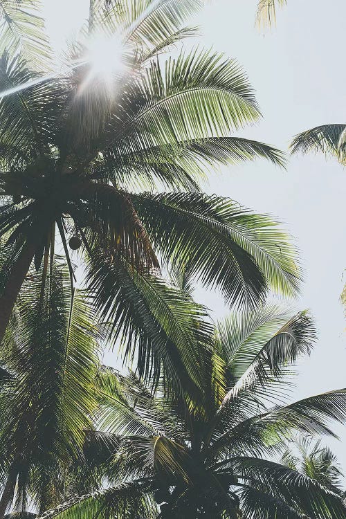 Palm Trees in the Philippines