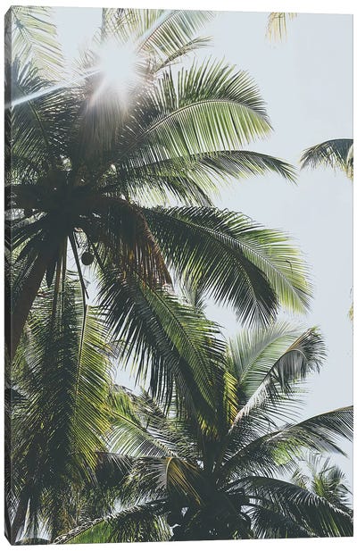 Palm Trees in the Philippines Canvas Art Print