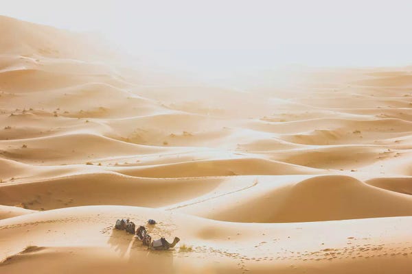 Camels: Sahara Desert by Luke Anthony Gram