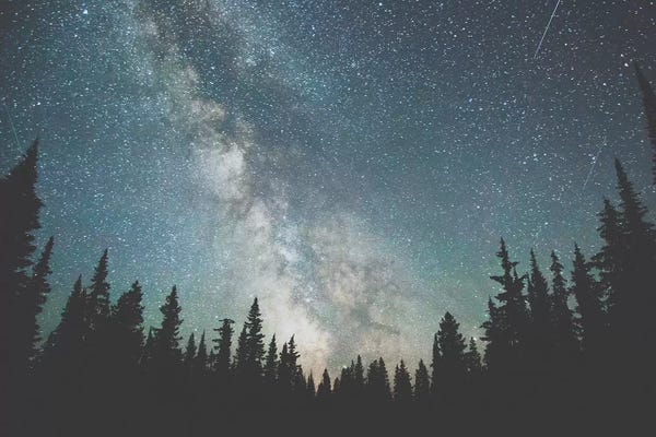 Pine Trees: Stars Over The Forest III by Luke Anthony Gram