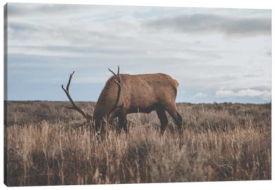 Wyoming, USA Canvas Art Print - Deer Art