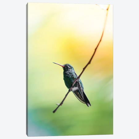 Hummingbird of Honduras Canvas Print #GRM168} by Luke Anthony Gram Canvas Art Print