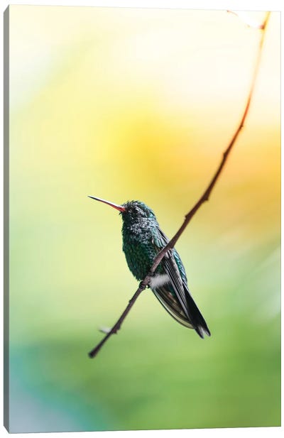 Hummingbird of Honduras Canvas Art Print - Central America