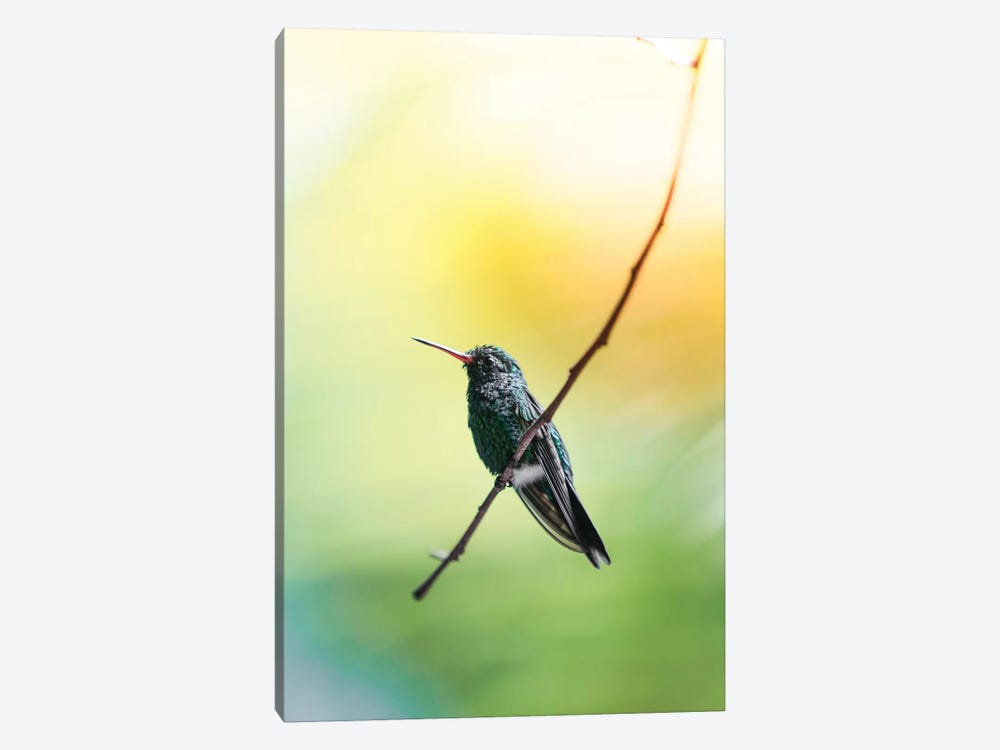 Hummingbird of Honduras by Luke Anthony Gram 1-piece Canvas Print