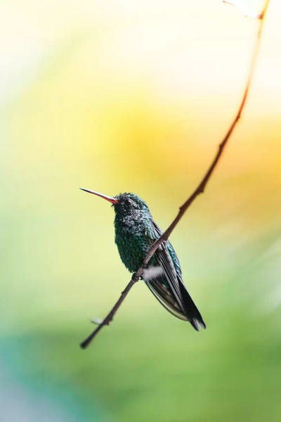 Luke Anthony Gram: Hummingbird of Honduras by Luke Anthony Gram