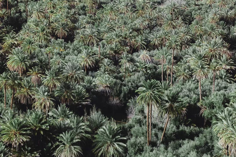 Palm Trees, Morocco